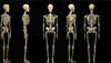 Skelet-cheloveka-unikalen.jpg
