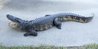 Alligator-openmouth-8ft-86.jpg