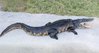 Alligator-openmouth-8ft-88.jpg