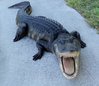 Alligator-openmouth-8ft-91.jpg