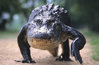 american-alligator-walking-on-a-trail-philippe-henry.jpg