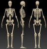 skeleton-289x300.jpg