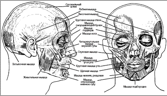 Схема лица человека с названиями