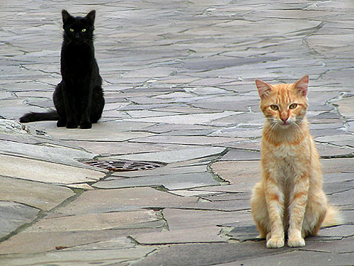2-cats.jpg