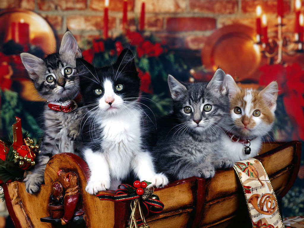 Christmas_Kittens.jpg