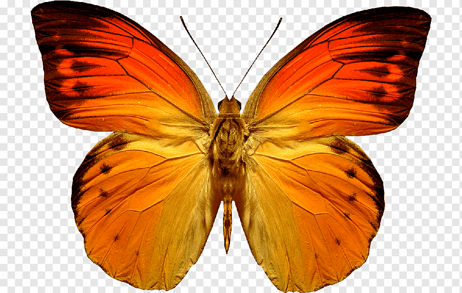 png-transparent-butterfly-orange-butterfly-brush-footed-butterfly-natural-insects.png
