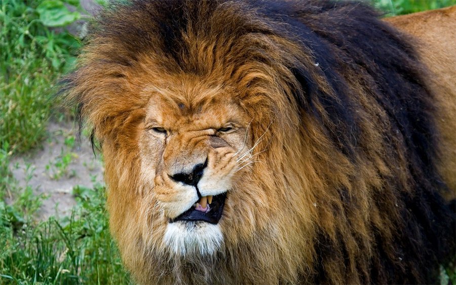 smile-of-lion.jpg