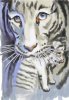 tigr.jpg