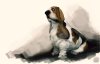 WIP_z_basset_hound_008.jpg