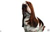 WIP_z_basset_hound_012.jpg