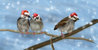 воробьи_морозы.jpg
