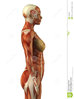 anatomy-female-muscular-system-19835694.jpg
