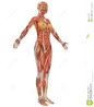 female-muscular-anatomy-side-view-11426789.jpg
