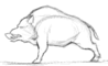 boar1.png