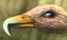 beak render ru sketch1.jpg