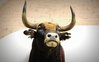 Bulls-Head-Seville.jpg