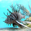 ryba-zebra02.jpg