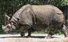 indian-rhino.jpg