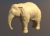 YangElephant2.png
