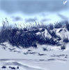 Snow field.jpg