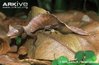 Satanic-leaf-tailed-gecko-camouflaged-against-leaves.jpg