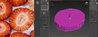 Step_1_Spline_2.jpg