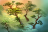 Forest_H10.jpg