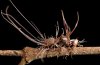 Cordyceps-ant.jpg