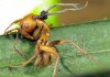 Ophiocordyceps-camponoti-balzani-D-Hughes-ed-smaller.jpg