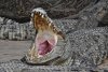 depositphotos_105488260-stock-photo-crocodile-in-wide-open-mouth.jpg