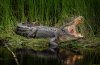 zhivotnye-krokodily-krokodil-938319.jpg