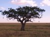 Kigelia_africana_-_sausage_tree.jpg