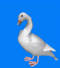goose_counter-strike.gif