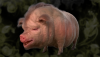 pig_lutik.png