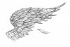 Wing.jpg