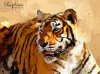 tiger N.jpg