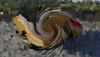 666.png